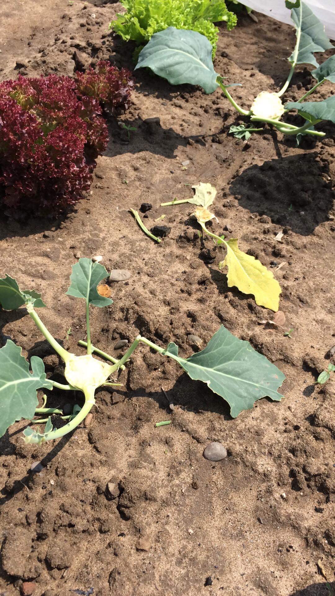 mein Feld mit meine ernte in Düsseldorf