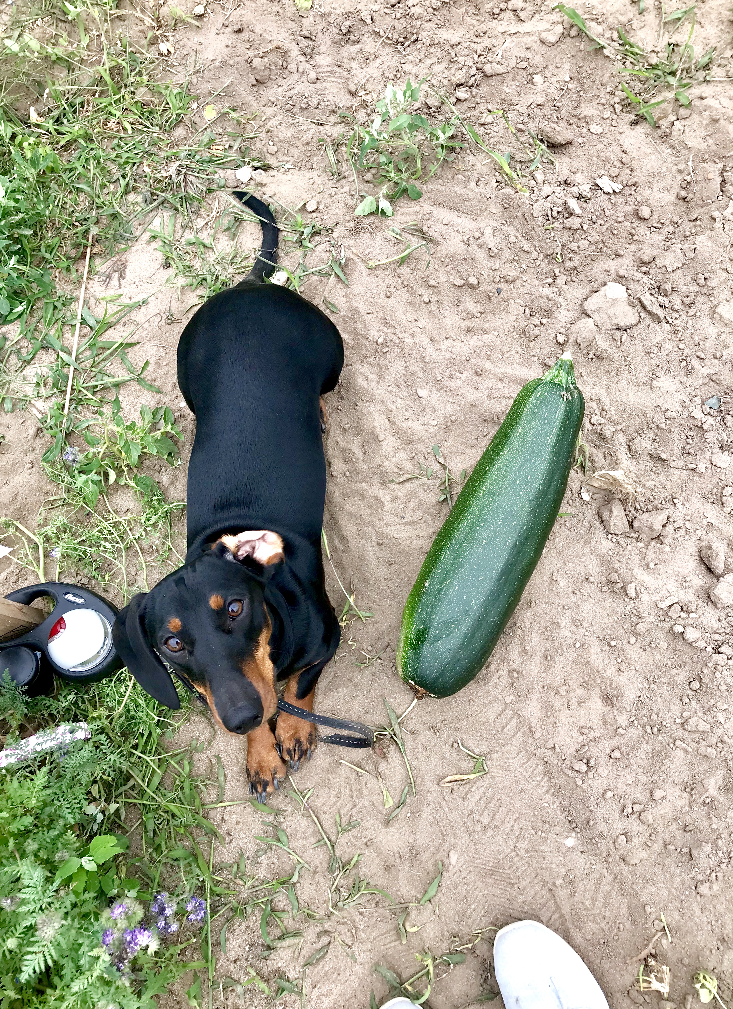 mein Feld mit meine ernte in Düsseldorf